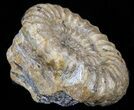 Androgynoceras Ammonite Fossil - England #40606-1